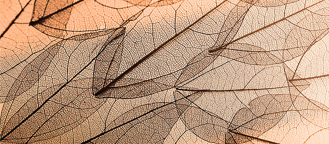 Braune Blätter mit filigraner Maserung
